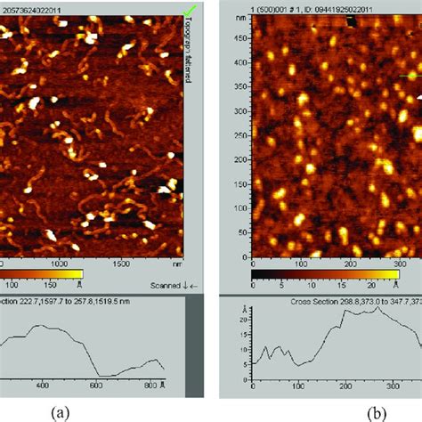 Afm Images Of A A Mica Surface Modified With Efk Ii Modified Mwnts