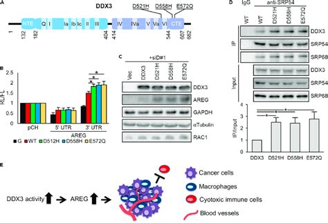 Oscc Derived Ddx Mutants Have Greater Potential To Induce Areg