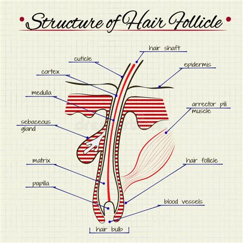 De Structuur Van Menselijk Haar Vector Illustratie Illustration Of