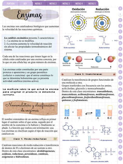 Solution Enzimas Studypool