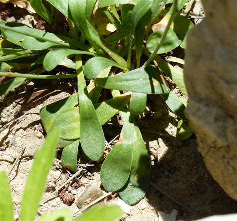 Limonium Carisae Erben Portale Della Flora D Italia Portal To The