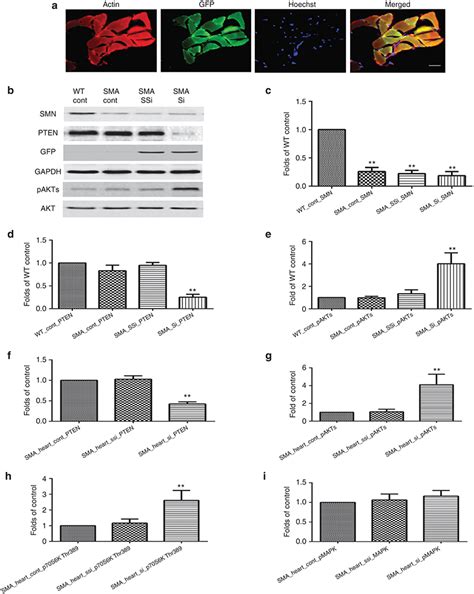 Pten Depletion In The Heart And Skeletal Muscle Following Systemic