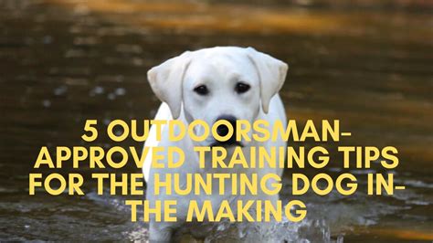 5 Outdoorsman-Approved Training Tips for the Hunting Dog In-the Making