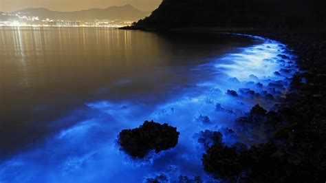 Fui A La Isla Holbox En Quintana Roo A Ver La Bioluminiscencia Y Ahora