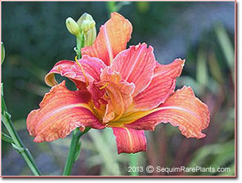 Hemerocallis fulva 'Kwanso Variegata' | sequim rare plants