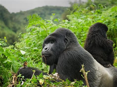 Gorilla Trekking in Rwanda's Volcanoes Park - Rwanda Safaris