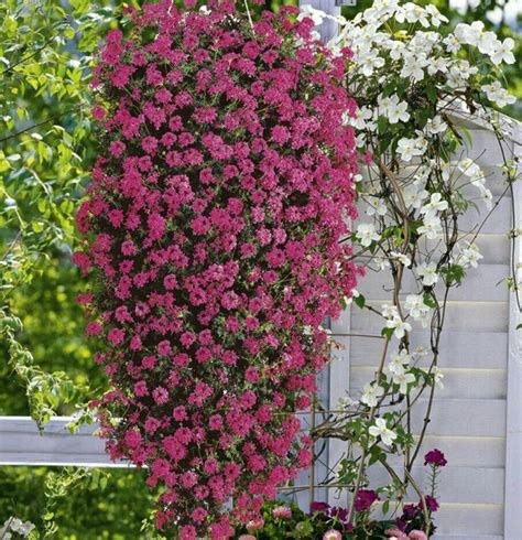 Verbena Plants - Trailing | Plants for hanging baskets, Verbena plant, Hanging plants