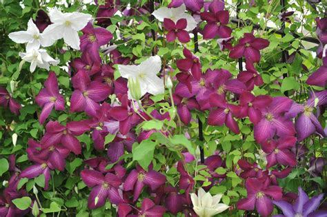 Clematis Jackmanii Purpurea Clematis X Jackmanii Purpurea