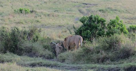 Desde Nairobi Excursi N De D As Al Safari De Us En Masai Mara