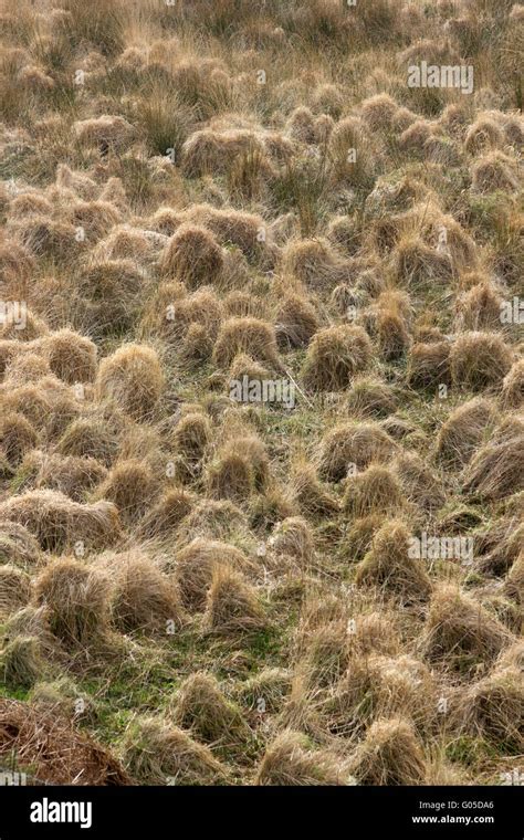 Tussocky grass hi-res stock photography and images - Alamy