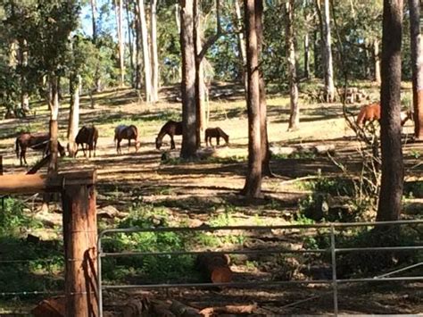 mistreatment  horses review  mooloolah valley riding centre