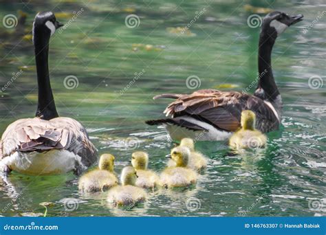 Kanadische Gans Familie Mit Sechs Babys Stockbild Bild Von K Ken