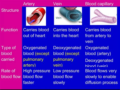 blood circulation