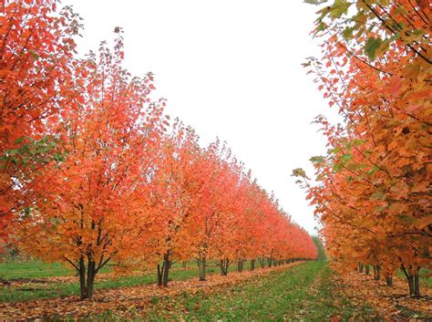 Acer Rubrum October Glory Red Maple October Glory