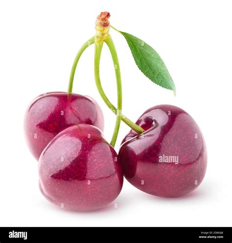 Isolated Sweet Cherries Three Cherry Fruits On One Stem With A Leaf