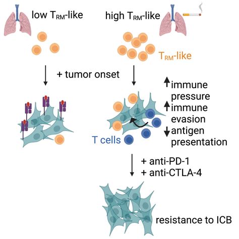 Early Immune Pressure Initiated By Tissue Resident Memory T Cells