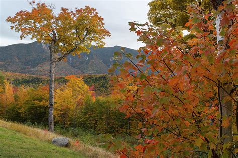 Heart Tree Autumn Photograph by White Mountain Images - Fine Art America