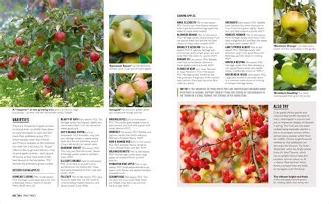 How to grow apples | DK UK