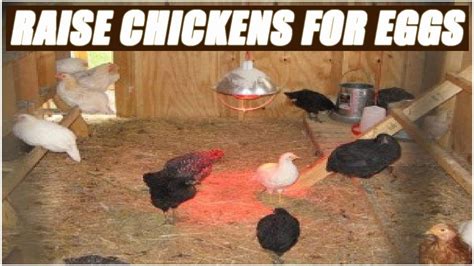 How To Raise Chickens For Eggs In Your Backyard Youtube