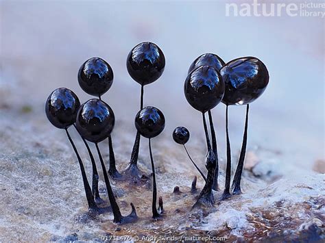 Stock Photo Of Slime Mould Comatricha Nigra Group Of Sporangia