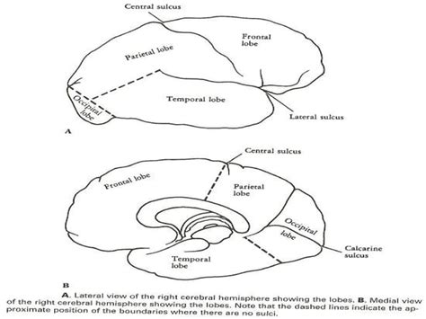 Anatomy of the Cerebrum