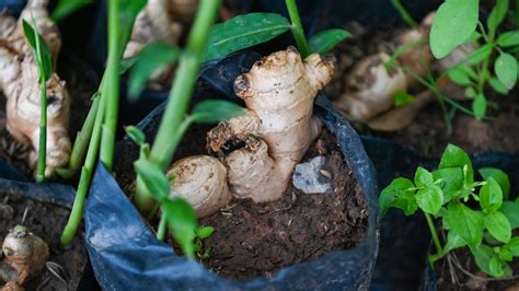 How To Grow Ginger At Home Abc Everyday