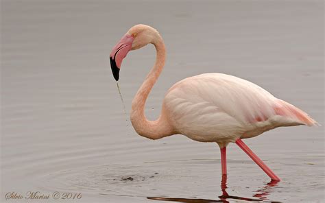 Fenicottero Rosa Phoenicopterus Roseus JuzaPhoto