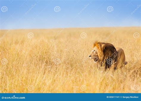 African Lion Hunting At Wide Spread Of Prairie Stock Image Image Of