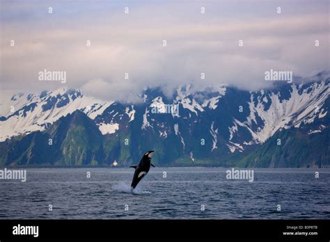 A Breaching Orca Whale Along The Kenai Fjords National Park Coast Near