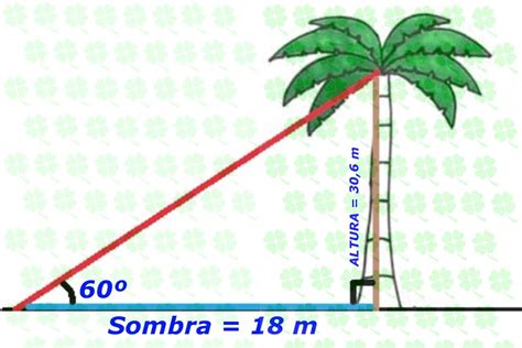 Una Palmera Proyecta Una Sombra De Metros De Largo Si El Ngulo Que