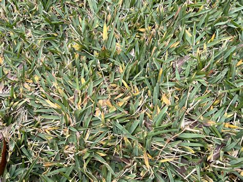 Yellow Blades In 3 Week Old St Augustine Provista Sod Lawn Care Forum