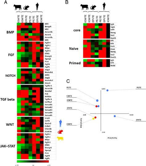 Evolutionary Perspectives Of Gene Regulatory Networks Of Pluripotency