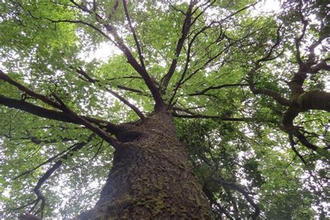 Implementan acciones de mitigación para conservar el ruil - CodeXVerde