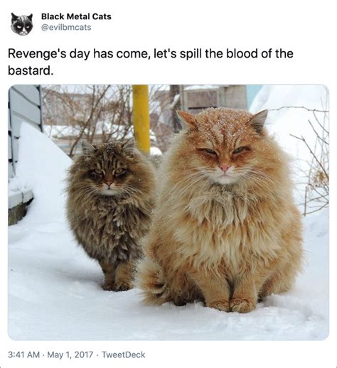 Twitter Account Pairs Cat Pics With Metal Lyrics, And It’s Just Purrrfect