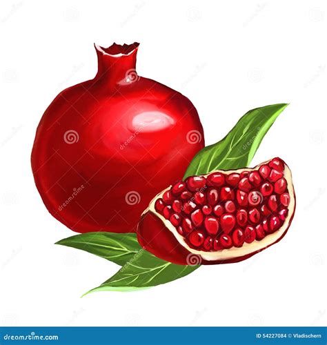 Fruit Pomegranate Vector Illustration Hand Drawn Stock Vector