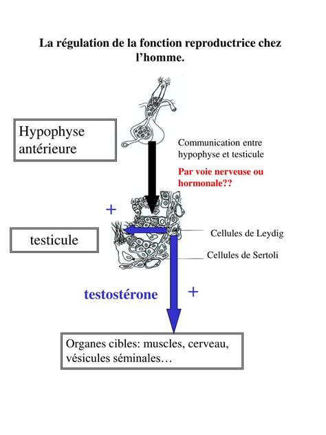 Ppt La R Gulation De La Fonction Reproductrice Chez Lhomme