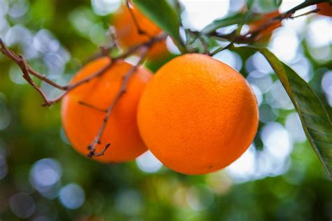 Free stock photo of orange, orange tree, oranges