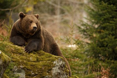 Animali Del Bosco Lorso Bruno Focusjuniorit