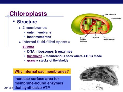 PPT - Chapter 4. The Cell: Mitochondria & Chloroplasts PowerPoint Presentation - ID:2779825