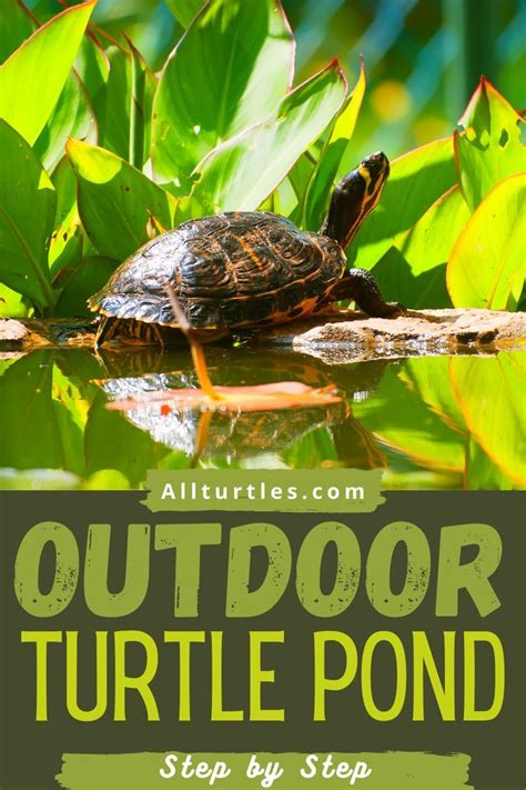 Diy Turtle Pond Outdoor Artofit