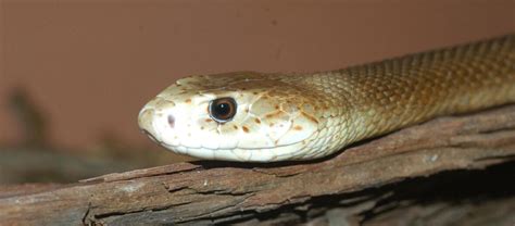 Beware the Deadly Coastal Taipan! | Critter Science