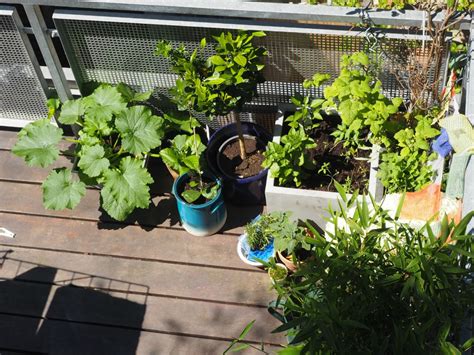 Urban Gardening Gem Se Auf Dem Balkon Teil Wie Pflanze Ich Richtig