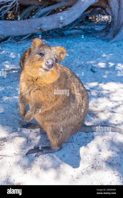 Quokka Living At Rottnest Island Near Perth Australia Stock Photo Alamy