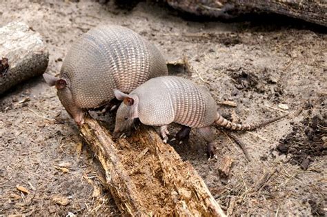 10 Facts About Armadillos