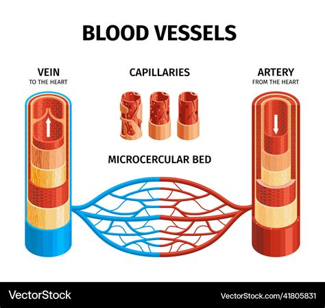 circulatory system part  blood vessels