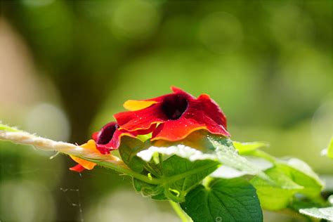 Oost Indische Kers Nasturtium Groningen The Ne Flickr