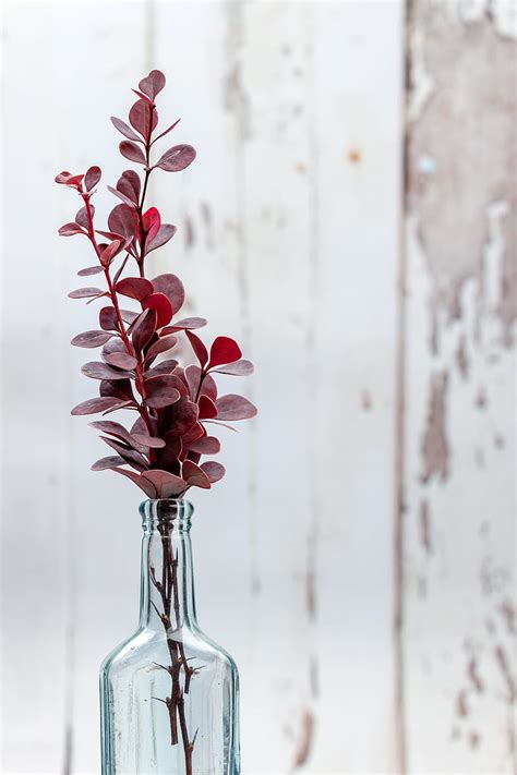 Herbarium Leaves Vase Aesthetics Hd Phone Wallpaper Peakpx