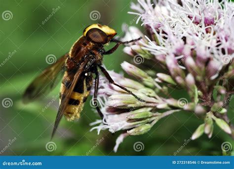 Volucella Fly Feeding On Flower Stock Photo Image Of Detail Yellow