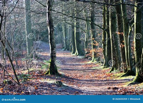 Dense Forest Trail With Naked Leafless Trees And Fallen Leaves Autumn Foliage On A Sunny Day