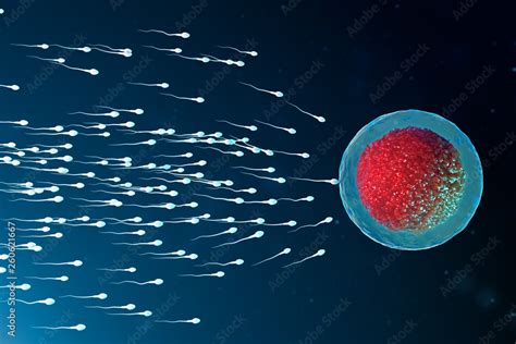 3d Illustration Sperm And Egg Cell Ovum Sperm Approaching Egg Cell